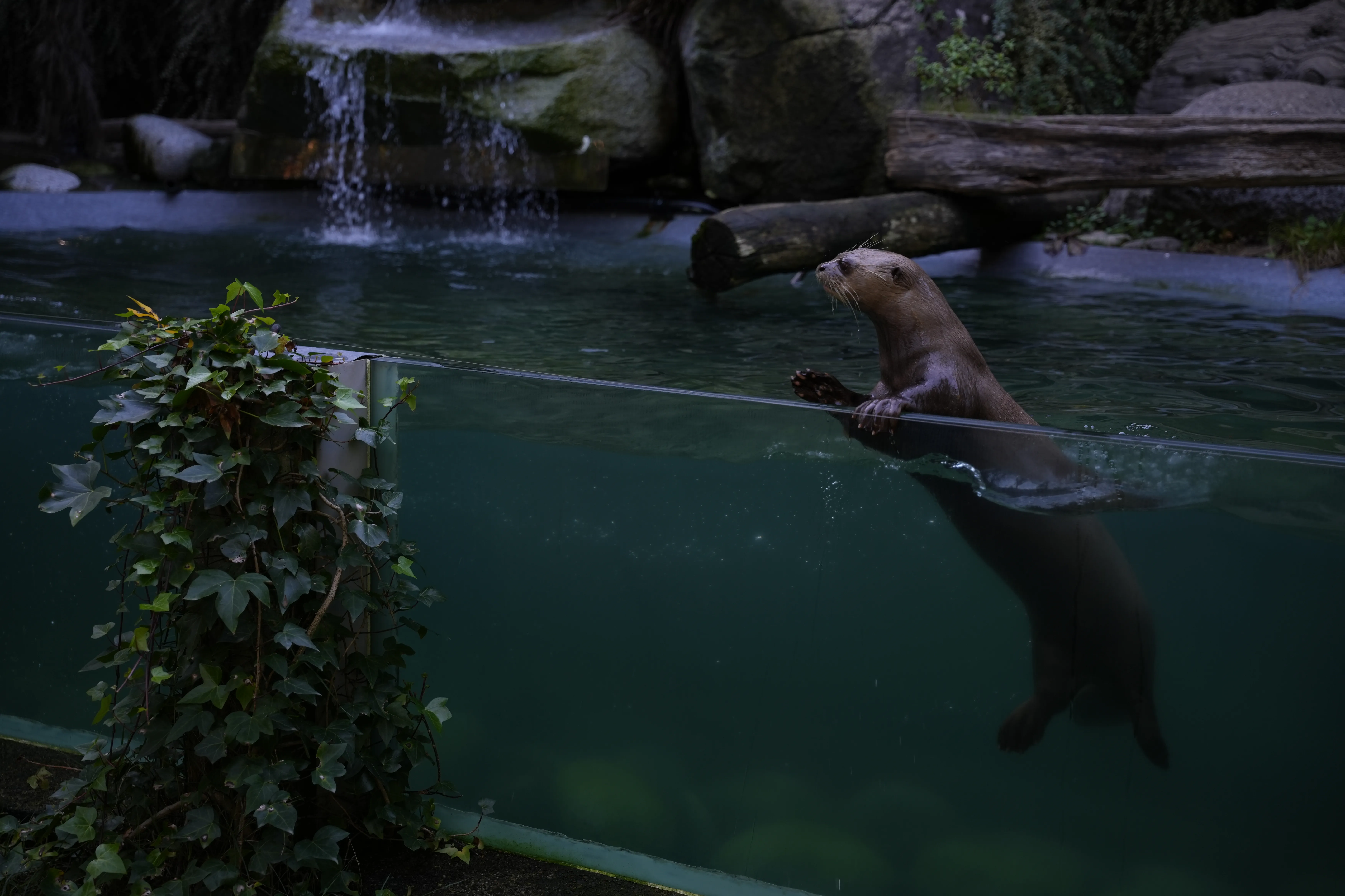 image de loutre géante réalisée par Hope's Glow